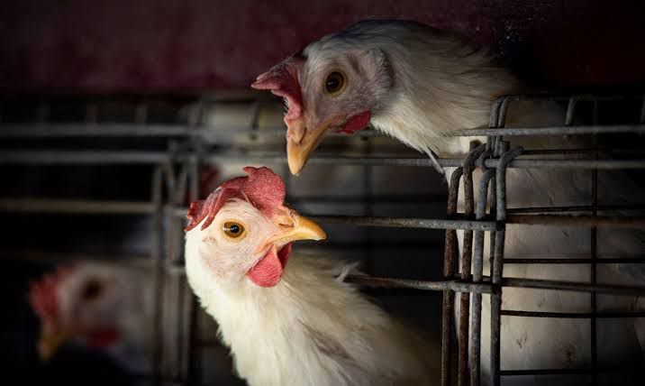 Santa Catarina registra novo caso de gripe aviária; saiba local