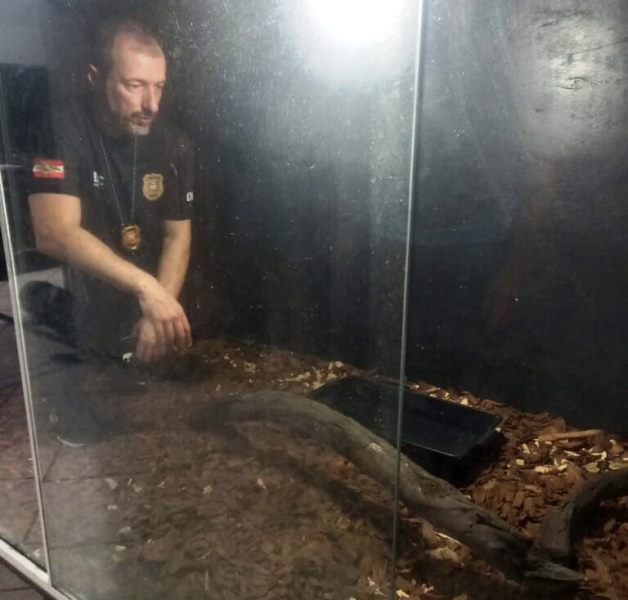 Polícia resgata cobra de 2,5 metros criada como pet em Santa Catarina