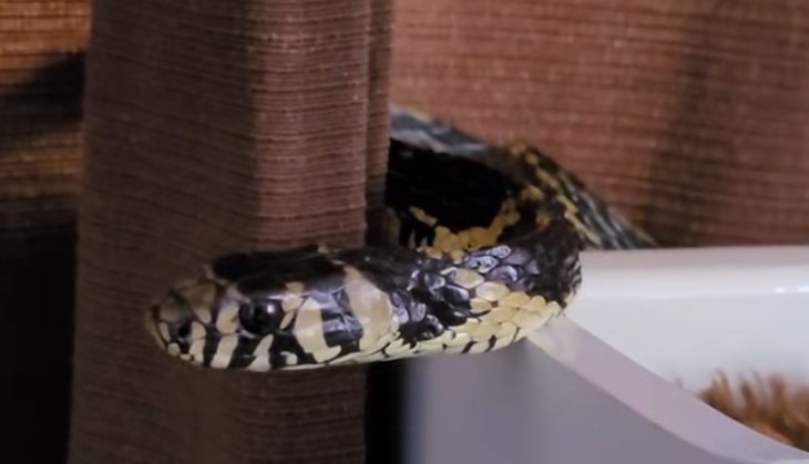 Cochilo VIP: depois do ‘gambá reborn’, maior cobra de SC é flagrada em berço