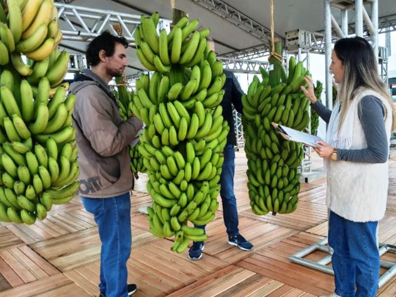 Concurso elege maior cacho de bananas de Santa Catarina; saiba quem venceu
