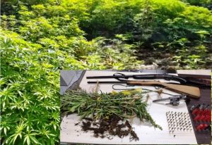 Segunda maior plantação de maconha da história do Brasil é descoberta em SC