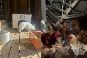Animais são resgatados em rancho de igreja de pastor envolvido em polêmica em SC