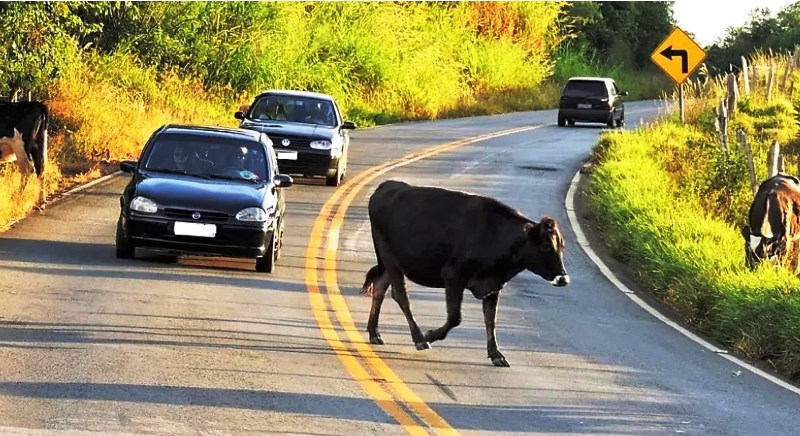 Projeto na Alesc cria estruturas para proteger animais em rodovias