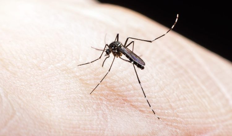 Cidade usará mosquitos com bactéria para combater a dengue