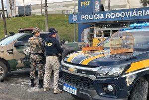 PRF flagra transporte ilegal de pássaros silvestres na BR-470