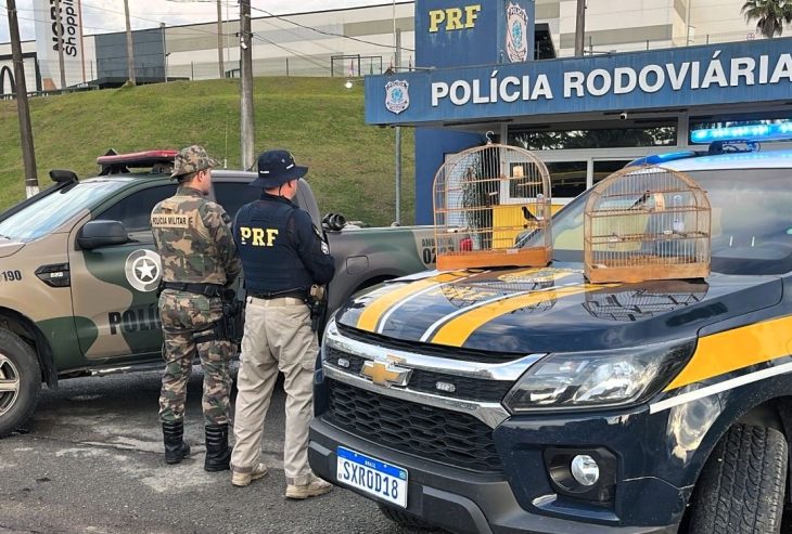 PRF flagra transporte ilegal de pássaros silvestres na BR-470