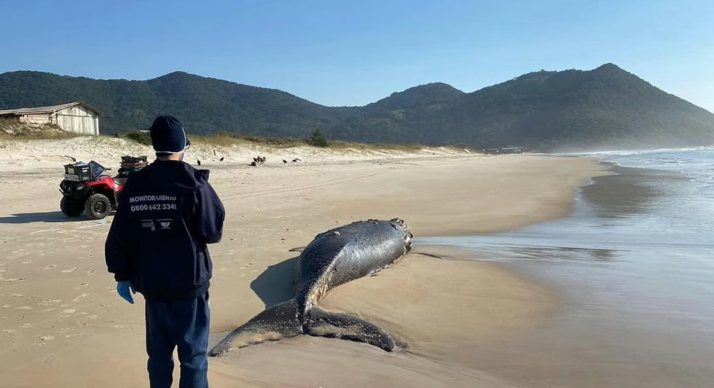 Filhote de baleia-franca é encontrado sem vida em Garopaba