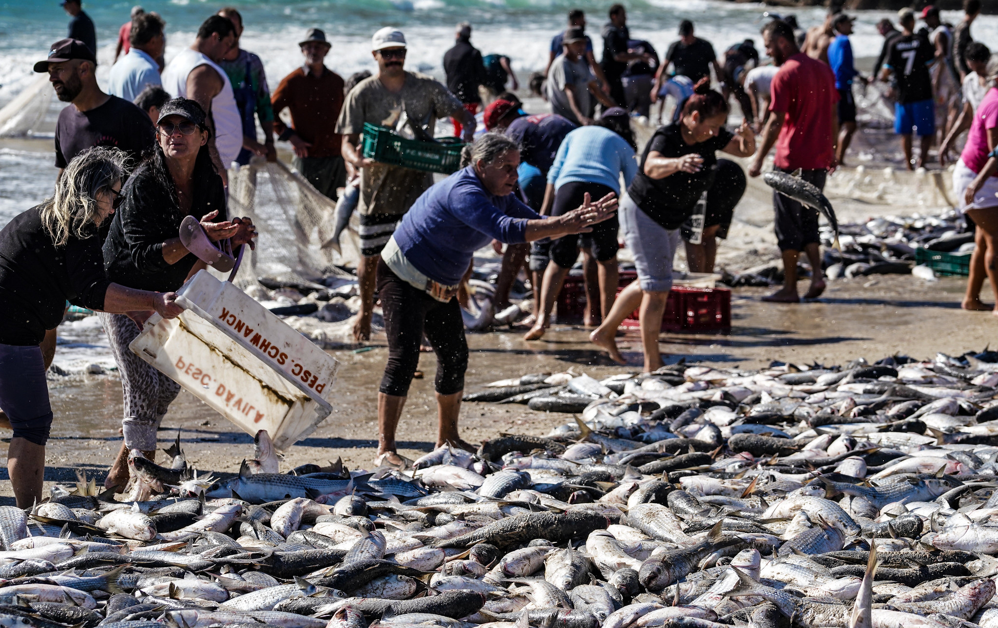 Comissão da Câmara aprova suspensão da cota de pesca da tainha em Santa Catarina