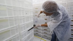 Mais duas cidades iniciam soltura de mosquitos Wolbachia contra a dengue