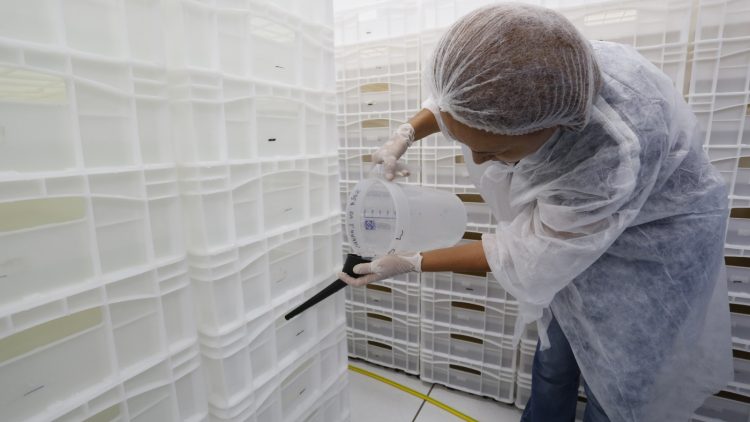 Mais duas cidades iniciam soltura de mosquitos Wolbachia contra a dengue