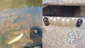 Morte de peixes causada por contaminação em rio de SC é investigada