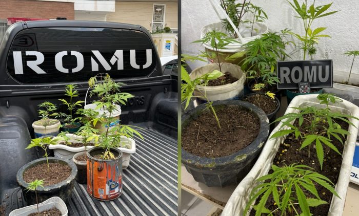Filho planta maconha em casa e mãe é levada a delegacia
