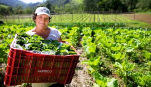 SC recebe R$ 7 milhões em alimentos da agricultura familiar para distribuição
