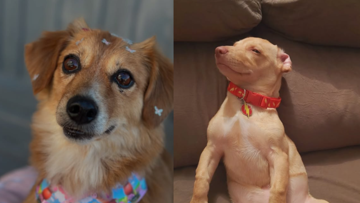 Após morte de cadela moradores denunciam série de ataques a cães em SC