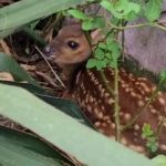 “Príncipe da floresta” é salvo por moradores em Santa Catarina