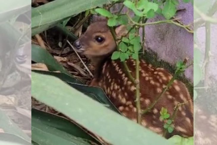 “Príncipe da floresta” é salvo por moradores em Santa Catarina