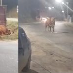 Vídeo: Touro é contido a tiros ao avançar sobre pessoas em via pública