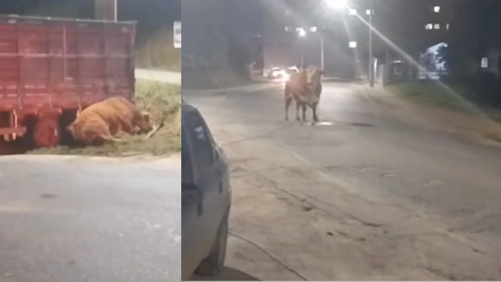 Vídeo: Touro é contido a tiros ao avançar sobre pessoas em via pública