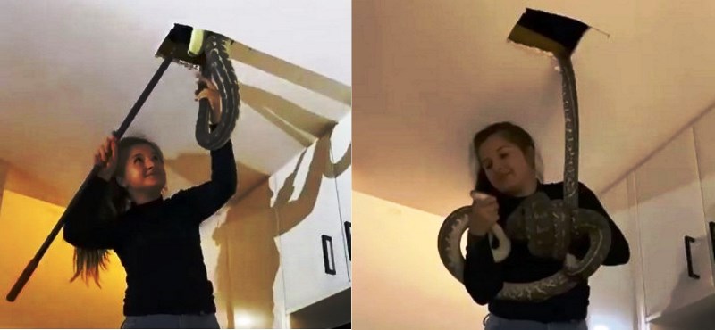 Vídeo: mulher encontra cobras escondidas no forro de casa