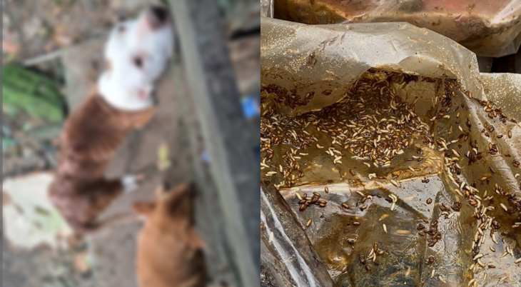 Animais são resgatados em meio ao lixo; mãe e filho são presos