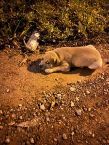 Filhotes são adotados e abandonados mortos no Norte de SC