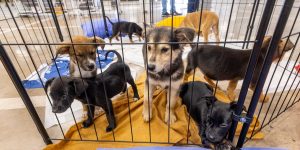 Câmara aprova programa nacional para proteger cães e gatos