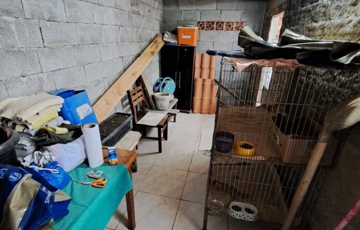 Operação encontra cães em situação insalubre 