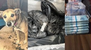 “Matança desmedida”: Polícia investiga morte de cerca de 240 cães por eutanásia