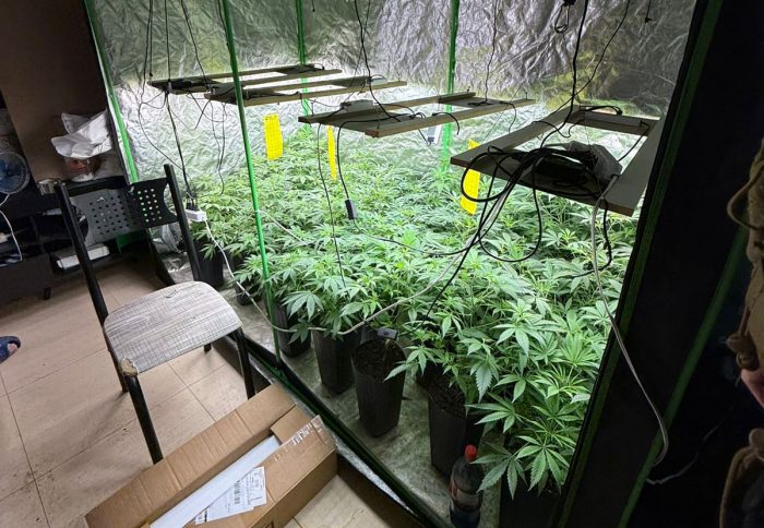 PM descobre estufa com 120 pés de maconha em Palhoça