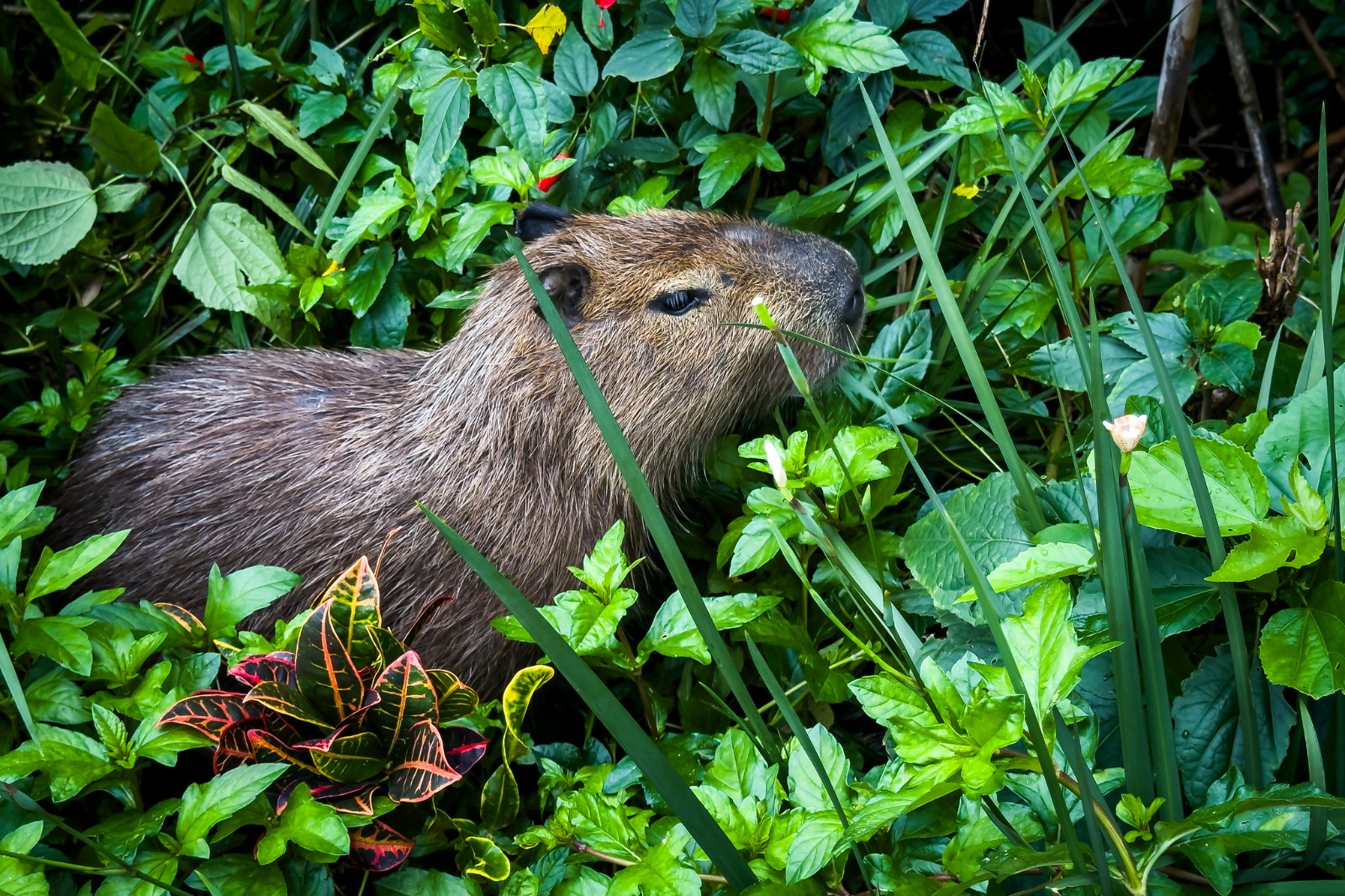 Florianópolis terá programação para celebrar Dia Internacional da Capivara
