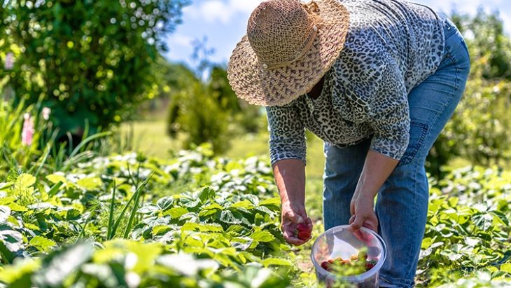 Sebrae e Ministério da Agricultura buscam formalizar agroindústrias de pequeno porte
