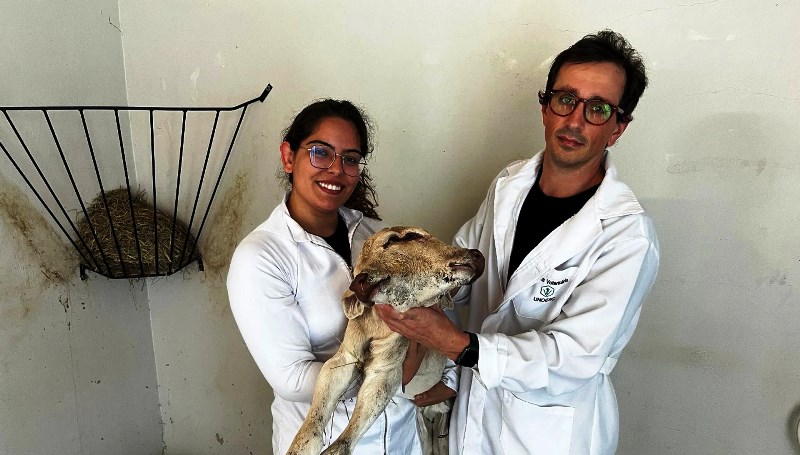 Bezerro nasce com duas cabeças em SC e surpreende veterinários