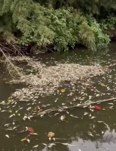 Peixes mortos surpreendem moradores no Norte de SC