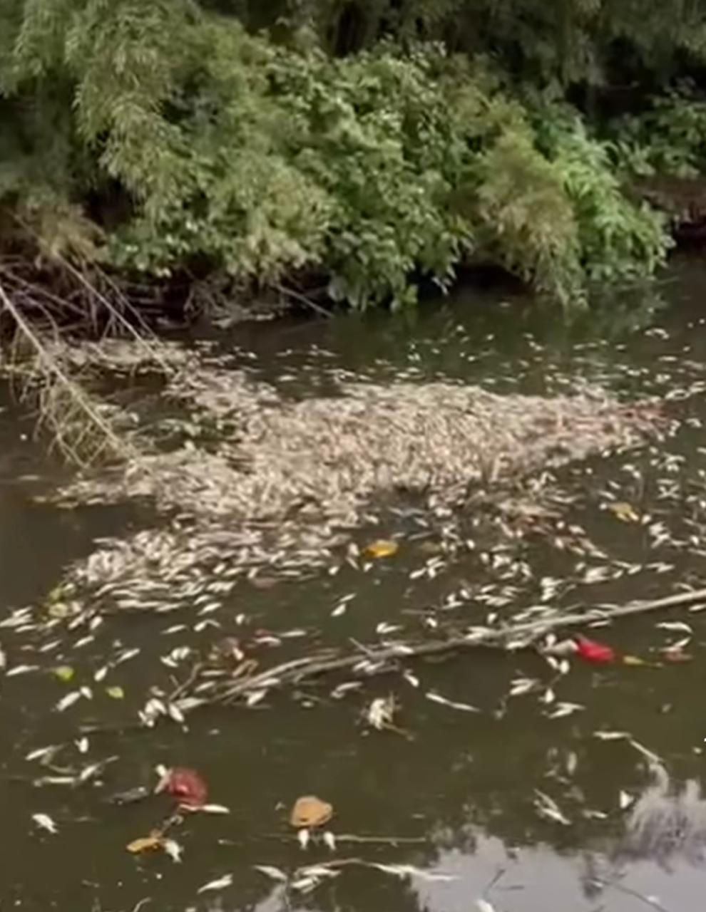 Peixes mortos surpreendem moradores no Norte de SC