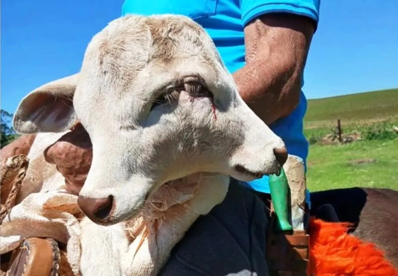 Morre bezerra que nasceu com duas cabeças em Santa Catarina
