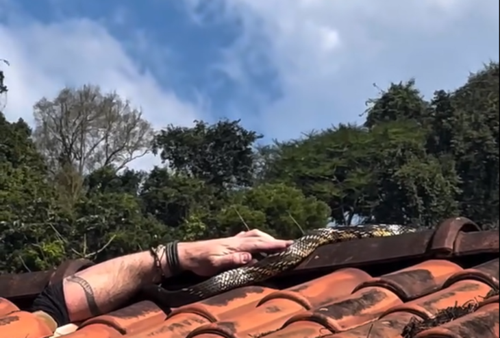 Vídeo: biólogo é mordido por cobra durante resgate em SC