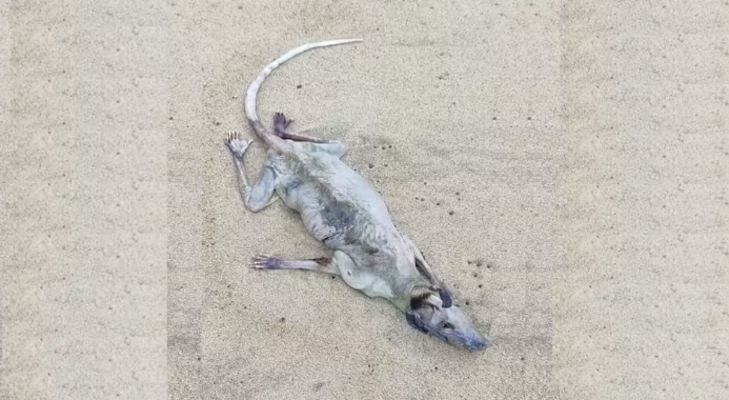 Vídeo: Chupa Cabra? Carcaça de animal desperta curiosidade de banhistas