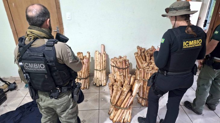 “Caos sanitário”: operação multa fábricas clandestinas de palmito