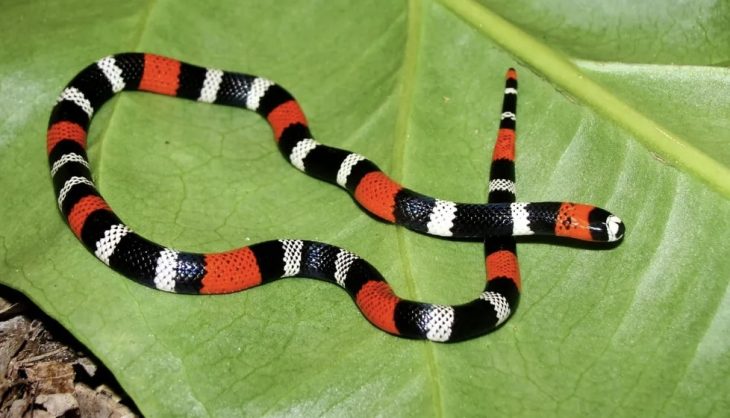 Cobra mais perigosa do Brasil é encontrada embaixo do sofá de residência