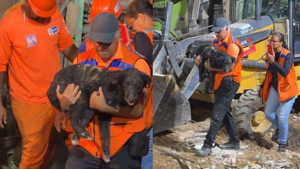 Vídeo: cachorro sobrevive 35 horas nos escombros após explosão
