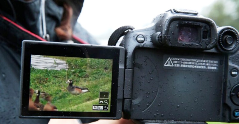 Espécie rara de ave é vista pela primeira vez em Santa Catarina
