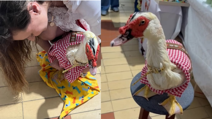Vídeo: pato Tibúrcio vira atração na Fenarreco