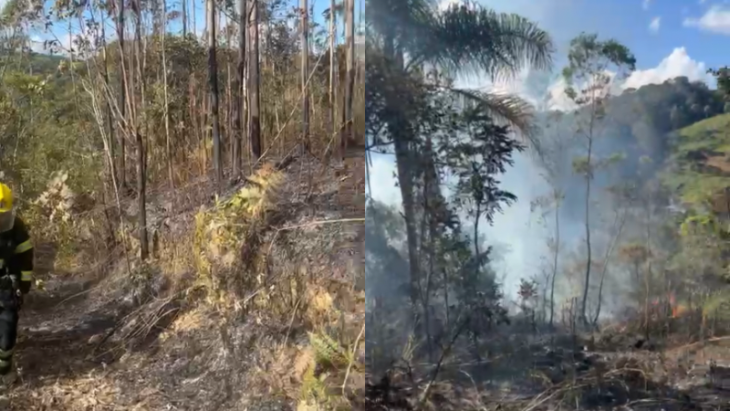 Vídeo: incêndio destrói vegetação e mata diversos animais