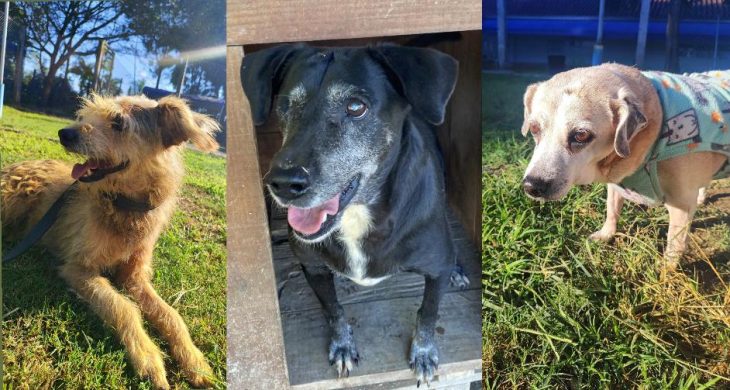 Conheça 7 pets disponíveis para adoação no Cepread em Blumenau
