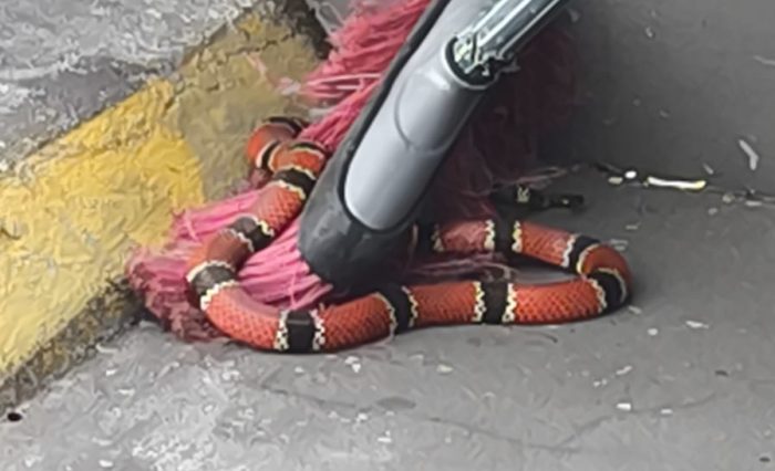 Cobra-coral verdadeira é encontrada em centro comercial catarinense