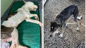 Animais são encontrados em situação degradante; tutor foi preso