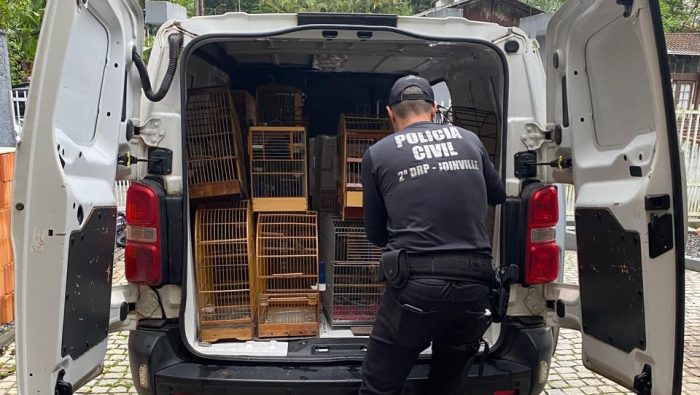Vídeo: Polícia prende 4 homens e apreende mais de 200 aves