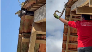 Vídeo: família catarinense encontra cobra de dois metros no telhado de casa