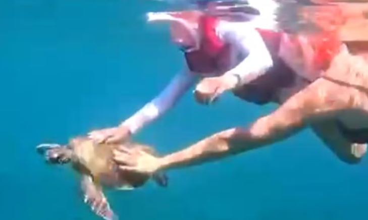 Vídeo: catarinense é multada em R$ 10 mil por tocar em tartaruga-marinha