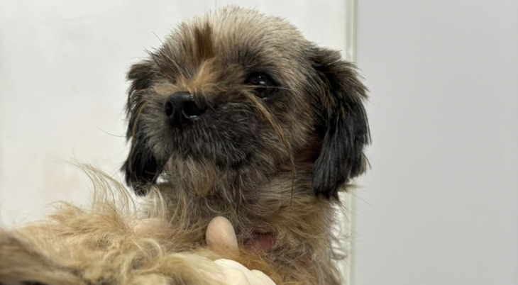 Cachorro é resgatado ferido em estado gravíssimo; jovem é preso